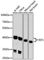 IST1 Polyclonal Antibody