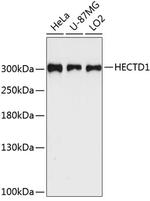 HECTD1 Polyclonal Antibody