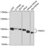 TNPO1 Polyclonal Antibody