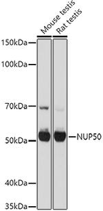 NUP50 Antibody in Western Blot (WB)