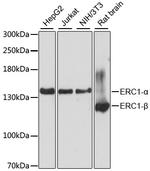 ERC1 Polyclonal Antibody