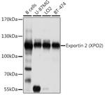 CAS Polyclonal Antibody