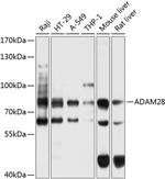 ADAM28 Polyclonal Antibody
