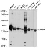 USP39 Polyclonal Antibody