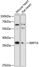 RRP7A Polyclonal Antibody