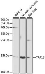 TAF13 Antibody in Western Blot (WB)