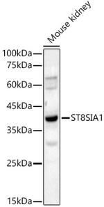 ST8SIA1 Polyclonal Antibody