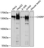 CHERP Polyclonal Antibody