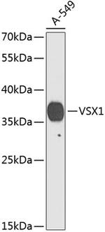 VSX1 Polyclonal Antibody