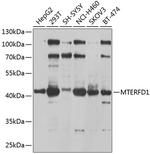 MTERFD1 Polyclonal Antibody