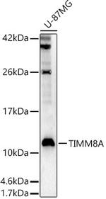 TIMM8A Antibody in Western Blot (WB)