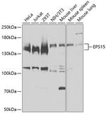 EPS15 Antibody in Western Blot (WB)