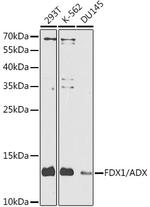 FDX1 Polyclonal Antibody