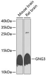GNG3 Polyclonal Antibody