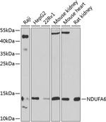 NDUFA6 Polyclonal Antibody