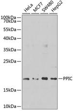 Cyclophilin C Polyclonal Antibody