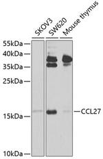 CCL27 Polyclonal Antibody
