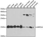 MRPS16 Antibody in Western Blot (WB)