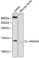 PAM16 Polyclonal Antibody