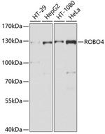 ROBO4 Antibody in Western Blot (WB)