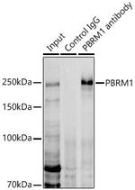 PBRM1 Antibody in Immunoprecipitation (IP)