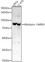 MFN1 Antibody in Western Blot (WB)