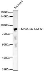 MFN1 Antibody in Western Blot (WB)