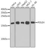POLE4 Polyclonal Antibody