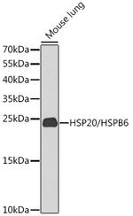 HSP20 Polyclonal Antibody