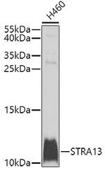 STRA13 Polyclonal Antibody