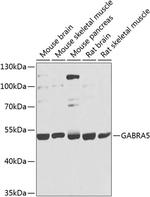 GABRA5 Polyclonal Antibody