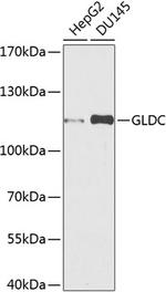 GLDC Polyclonal Antibody