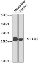 COX3 Polyclonal Antibody