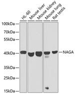 NAGA Antibody in Western Blot (WB)