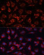 PDHA2 Antibody in Immunocytochemistry (ICC/IF)