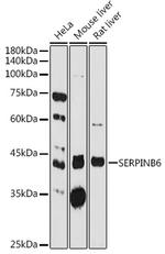 SERPINB6 Polyclonal Antibody