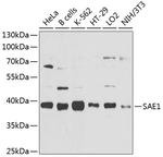 SAE1 Polyclonal Antibody