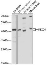 FBXO4 Polyclonal Antibody