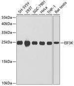 eIF3k Polyclonal Antibody