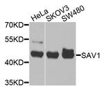 SAV1 Polyclonal Antibody