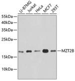 MZT2B Polyclonal Antibody