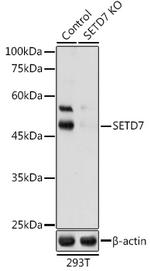 SETD7 Polyclonal Antibody