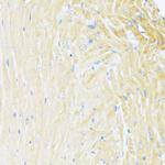 MNF1 Polyclonal Antibody