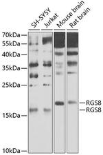 RGS8 Polyclonal Antibody