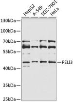 Pellino 3 Polyclonal Antibody