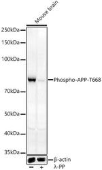 Phospho-Amyloid Precursor Protein (Thr668) Antibody in Western Blot (WB)