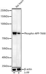 Phospho-Amyloid Precursor Protein (Thr668) Antibody in Western Blot (WB)