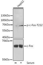 Phospho-c-Fos (Thr232) Antibody in Western Blot (WB)