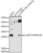 Phospho-HSP27 (Ser82) Antibody in Immunoprecipitation (IP)