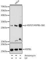 Phospho-HSP27 (Ser82) Polyclonal Antibody